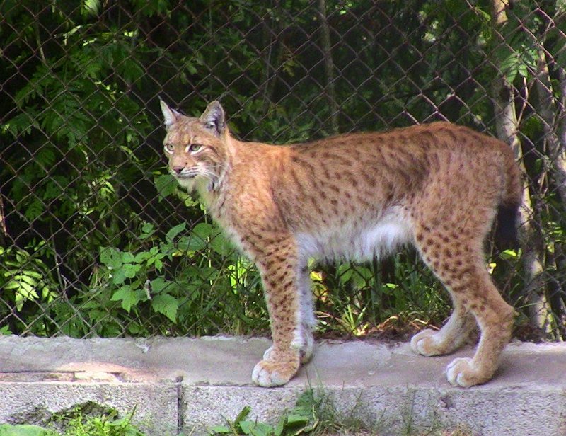 Bennas2010-0412.jpg - The Lynx